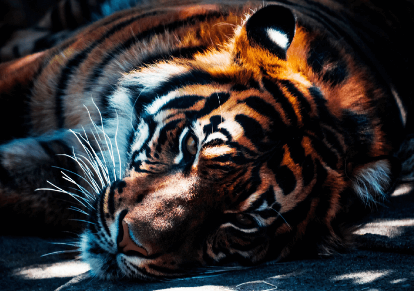Read more about the article Awakening The Tiger – Precious Metals in 2022